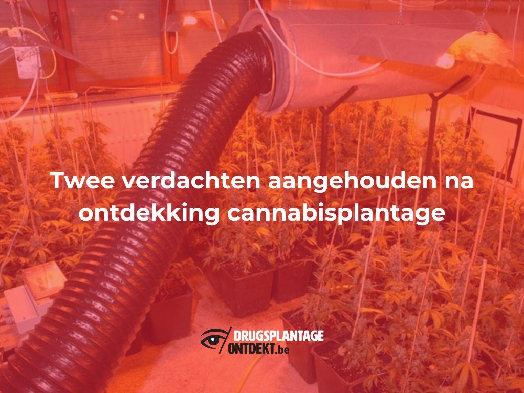 Herentals - Twee verdachten aangehouden na ontdekking cannabisplantage